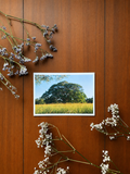 35mm Film Postcard Strangler Fig