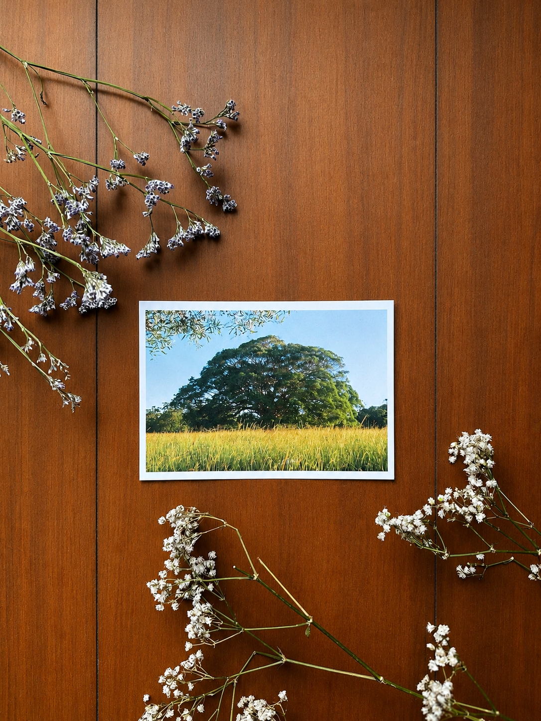 35mm Film Postcard Strangler Fig