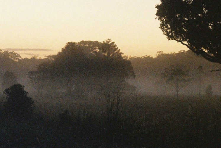 Silhouette of a tree in a misty field at dawn